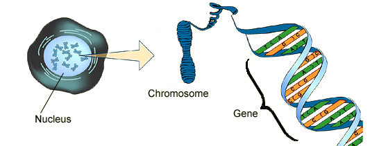 chromosome, showing gene as section of DNA (http://www.bbc.co.uk/schools/gcsebitesize/science/images/cell_chrom_dna.jpg)