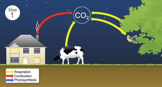 Step 1 - carbon in the atmosphere can come from the respiration of plants and animals, and combustion (burning of fuels) (http://www.bbc.co.uk/schools/gcsebitesize/science/images/29_1_the_carbon_cycle.gif)