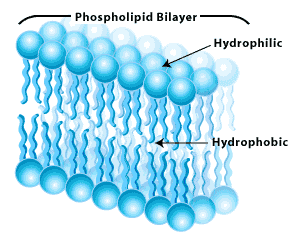 (http://antranik.org/wp-content/uploads/2012/03/phospholipid-bilayer-phosphate-is-hydrophilic-the-lipid-is-hydrophobic.gif?c3f22f)