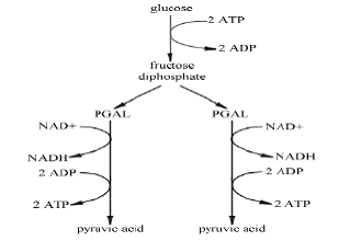 (http://english.eagetutor.com/images/stories/cellbiologyglycolysis2.gif)