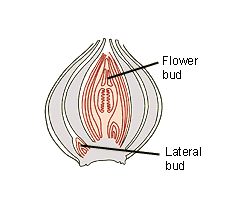 the flower bud is at the centre of the bulb, and a lateral bud is at the side (http://www.bbc.co.uk/schools/gcsebitesize/science/images/bulb_1.gif)