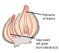 remains of leaves are now where the flower bud was, and a new plant has begun to grow from the lateral bud  (http://www.bbc.co.uk/schools/gcsebitesize/science/images/bulb_2.gif)