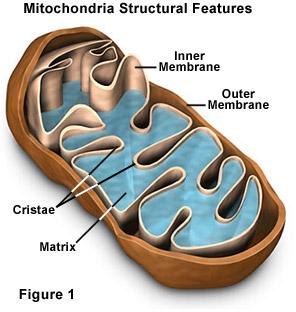 (http://micro.magnet.fsu.edu/cells/mitochondria/images/mitochondriafigure1.jpg)