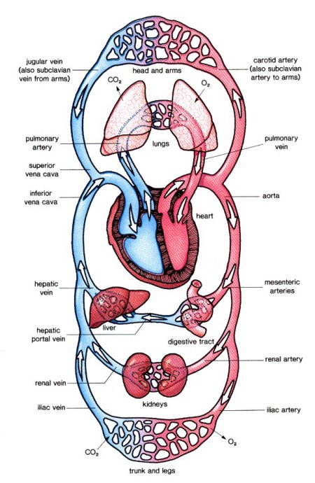 (http://www.daviddarling.info/images/circulatory_system.jpg)