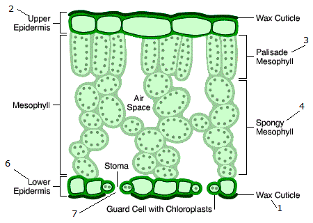 Image result for gcse palisade Cell Diagram Labeled (http://4.bp.blogspot.com/-3WobmqlLNpk/UOfXTBBGDwI/AAAAAAAABhw/QnoPNeWKG2Y/s1600/leaf++struture++cuticle+mesophyll+stoma.gif)