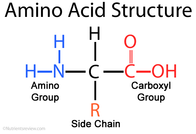 Image result for amino acid structure (http://www.nutrientsreview.com/wp-content/uploads/2014/10/Amino-Acid-Structure.jpg)