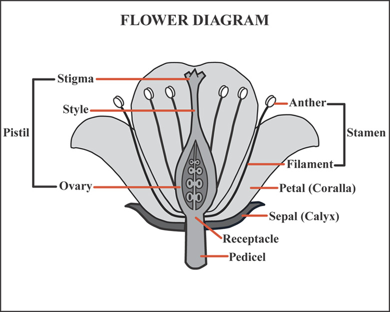 (http://eppcapp.ky.gov/nprareplants/images/flower_diagram.jpg)