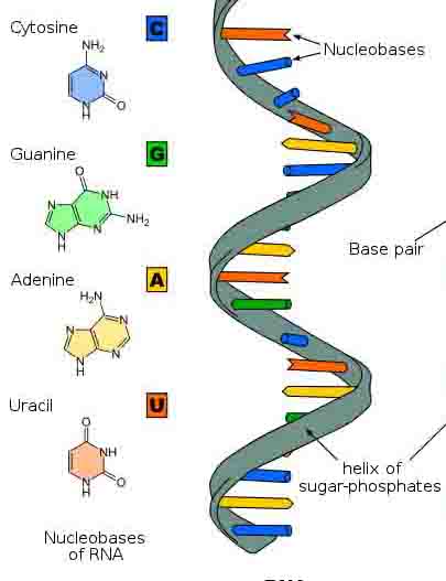 (http://www.scienceprofonline.com/images/RNA-diagram.jpg)