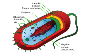 (http://upload.wikimedia.org/wikipedia/commons/thumb/5/5a/Average_prokaryote_cell-_en.svg/300px-Average_prokaryote_cell-_en.svg.png)