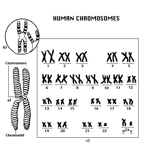 Human Chromosomes Diagram (http://www.sciencegateway.org/resources/biologytext/dogma/images/chroms.gif)