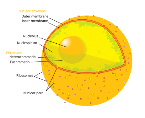 File:Diagram human cell nucleus.svg (http://upload.wikimedia.org/wikipedia/commons/thumb/3/38/Diagram_human_cell_nucleus.svg/462px-Diagram_human_cell_nucleus.svg.png)