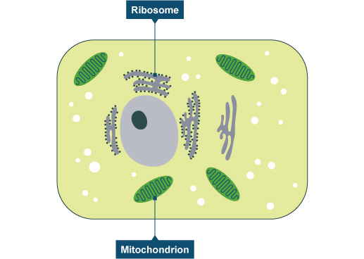 (http://www.bbc.co.uk/schools/gcsebitesize/science/images/add_ocr_bio_ribosomes.jpg)