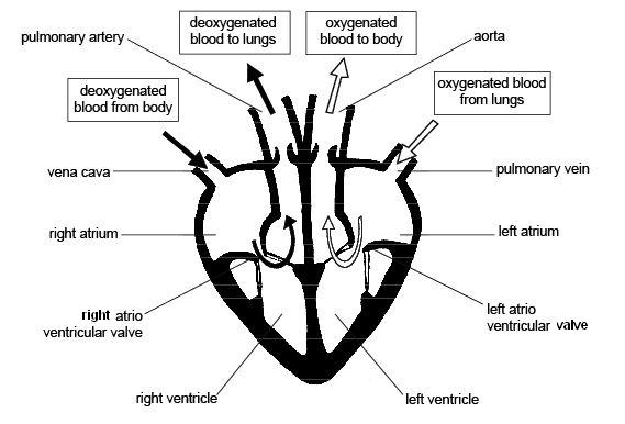 (http://upload.wikimedia.org/wikipedia/commons/1/1c/Heart_diagram_corrected_labels.JPG)