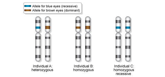 individual A is heterozygous and has one allele for blue eyes (recessive). B is homozygous and has two alleles for brown eyes (dominant). C is homozygous recessive and has two alleles for blue eyes (recessive)  (http://www.bbc.co.uk/schools/gcsebitesize/science/images/26_alleles.gif)
