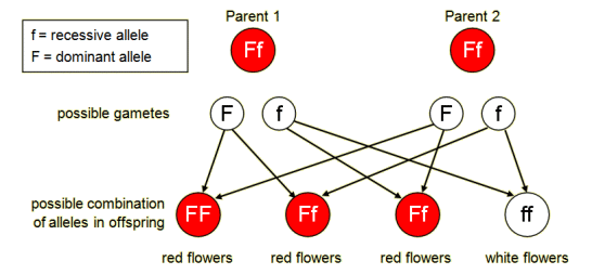 Genetic diagram of Ff x Ff for flower colours (http://www.bbc.co.uk/schools/gcsebitesize/science/images/aqaaddsci_15.gif)