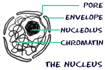 (http://www.biology4kids.com/files/art/cell_nucleus1.png)