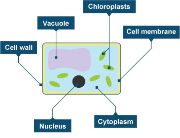 Diagram of a plant cell (http://www.bbc.co.uk/staticarchive/62c15b1c5544423cf2a9af13f5a913e4c237c3e1.jpg)