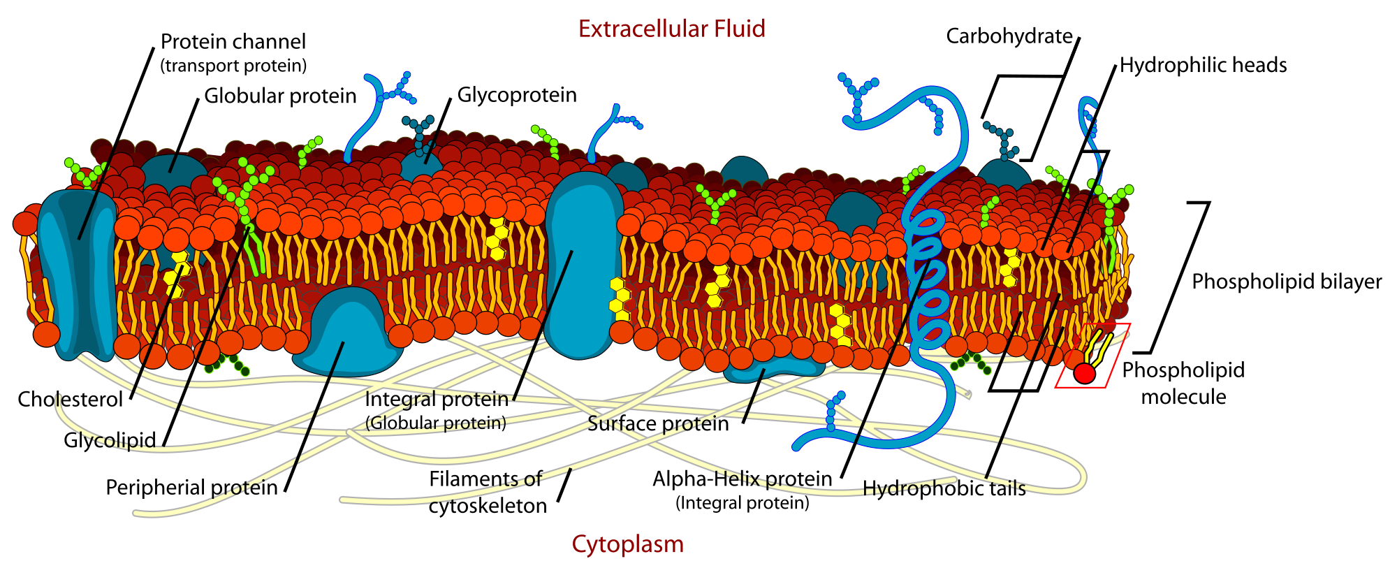 (http://upload.wikimedia.org/wikipedia/commons/thumb/d/da/Cell_membrane_detailed_diagram_en.svg/2000px-Cell_membrane_detailed_diagram_en.svg.png)