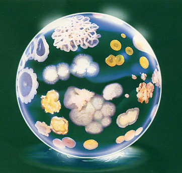 (http://textbookofbacteriology.net/plated.jpg)
