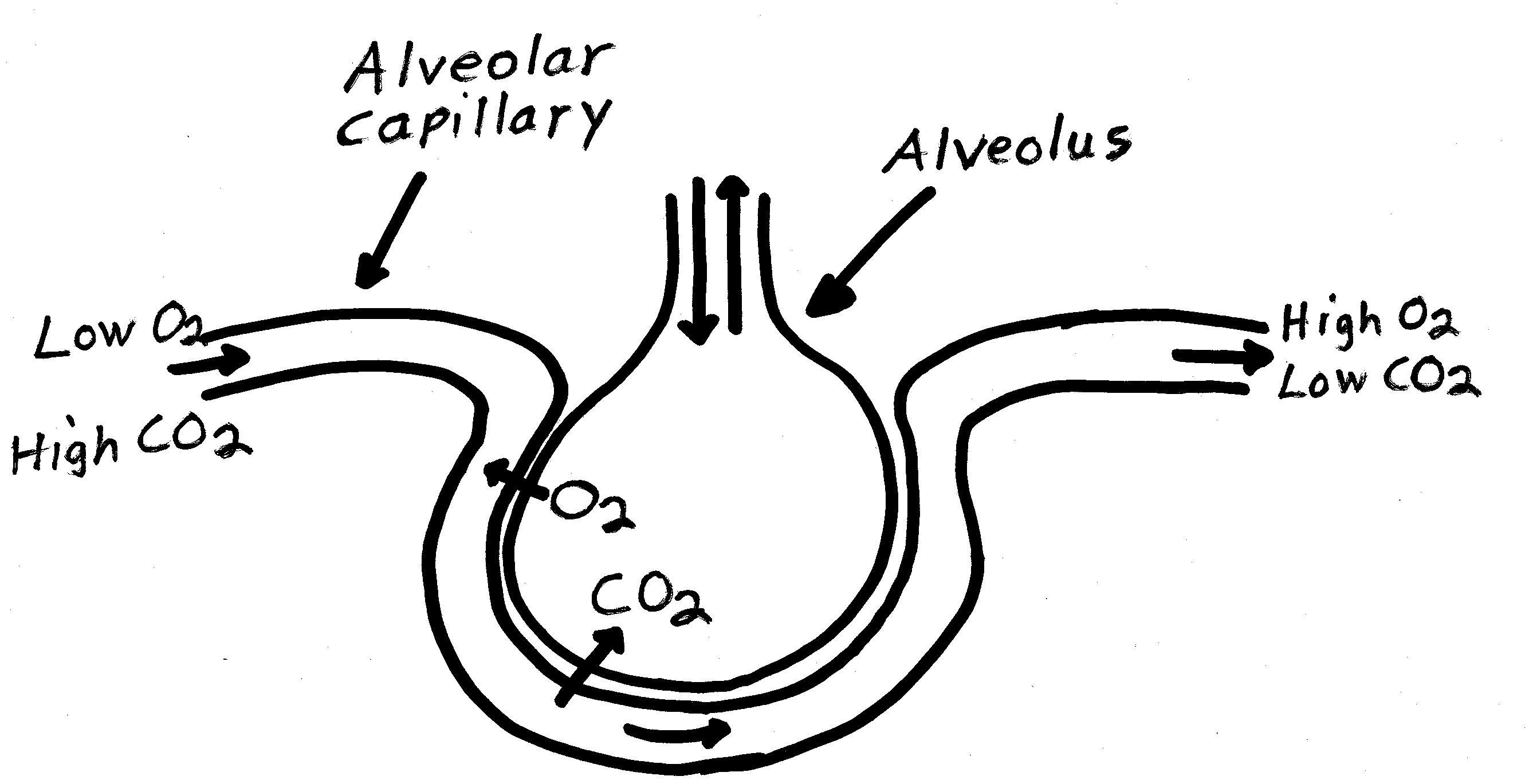 (http://www.ndsu.edu/pubweb/~tcolvill/images/Alveolus.gif)