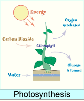 (http://www.factmonster.com/images/photosynthesis.gif)