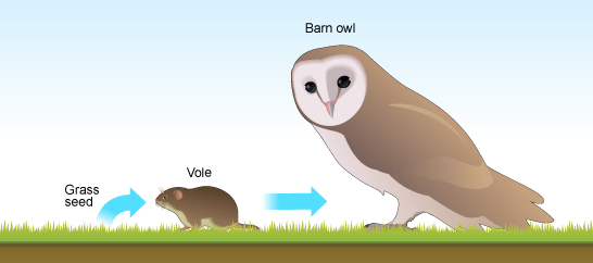 the vole eats the grass seed, the barnowl eats the vole (http://www.bbc.co.uk/schools/gcsebitesize/science/images/22_food_chains_2.gif)