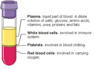 (http://2.bp.blogspot.com/-lS1CBpZoZbA/TdoFh8L-gEI/AAAAAAAAAu8/STLf8LQYT84/s1600/blood+plasma+diagram.png)