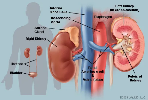(http://img.webmd.com/dtmcms/live/webmd/consumer_assets/site_images/articles/image_article_collections/anatomy_pages/Kidney2.jpg)