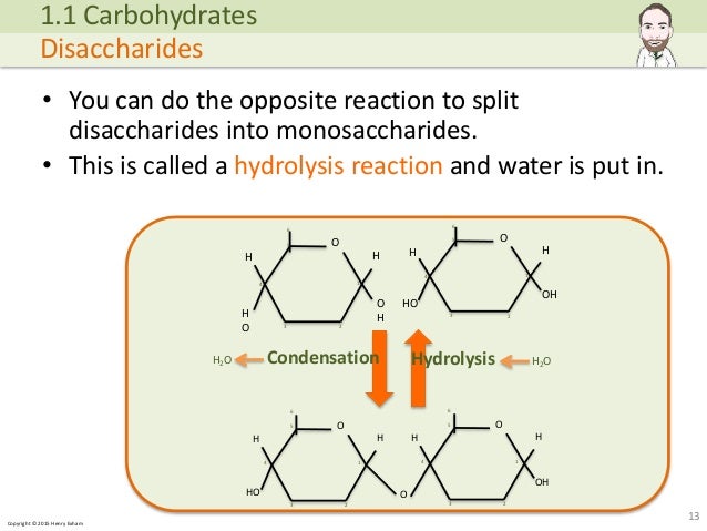 Copyright © 2015 Henry Exham • You can do the opposite reaction to split disaccharides into monosaccharides. • This is cal... (http://image.slidesharecdn.com/alevelbiology-1biologicalmoleculessample-150724121945-lva1-app6892/95/a-level-biology-biological-molecules-13-638.jpg?cb=1437740601)