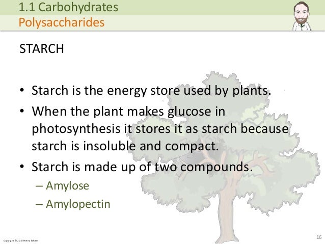 Copyright © 2015 Henry Exham STARCH • Starch is the energy store used by plants. • When the plant makes glucose in photosy... (http://image.slidesharecdn.com/alevelbiology-1biologicalmoleculessample-150724121945-lva1-app6892/95/a-level-biology-biological-molecules-16-638.jpg?cb=1437740601)