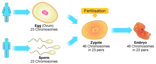 the female egg and the male sperm fuse to create a zygote cell which then turns into an embryo. 23 chromosomes from the male and female each make 46 chromosomes in 23 pairs (http://www.bbc.co.uk/schools/gcsebitesize/science/images/9_sex_cells.gif)