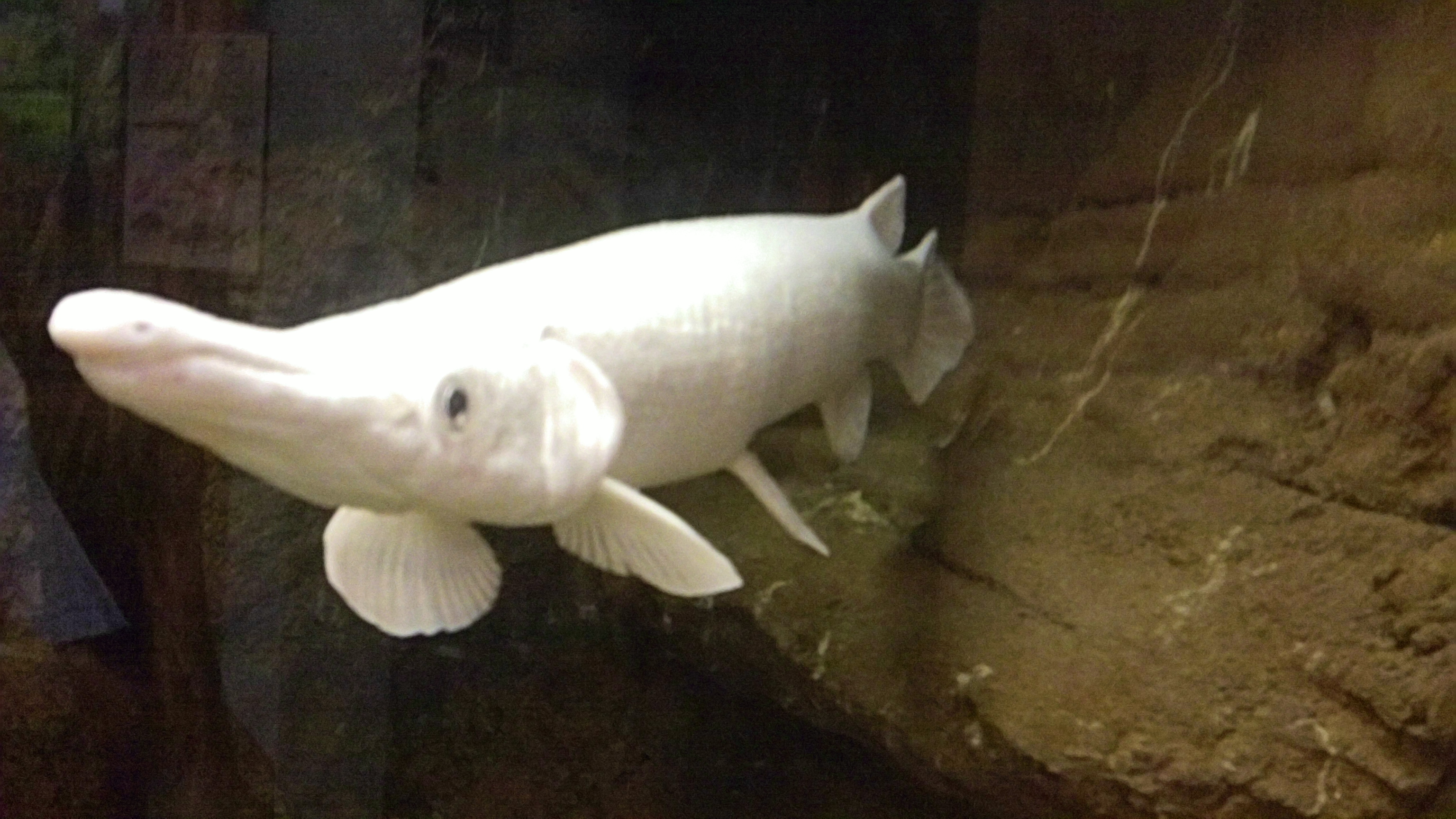 Image result for Albino Alligator (http://upload.wikimedia.org/wikipedia/commons/1/19/Albino_Alligator_Gar_(5543969739).jpg)