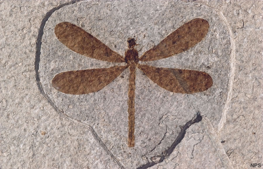 (http://geology.com/articles/green-river-fossils/fossil-insect-lg.jpg)