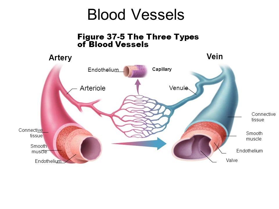 Image result for structure of three blood vessel (http://images.slideplayer.com/27/9020431/slides/slide_1.jpg)