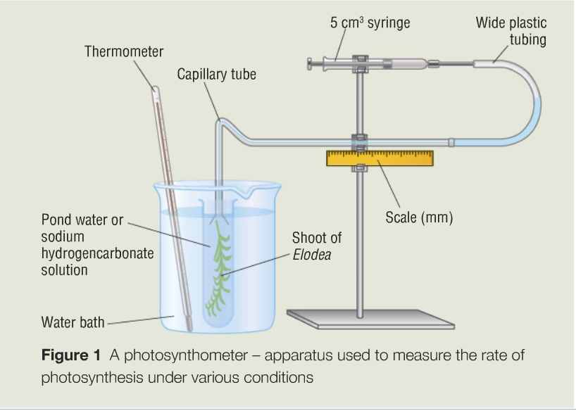 Image result for how to measure the rate of photosynthesis (http://12knights.pbworks.com/f/1300188422/photsynthometer.png)