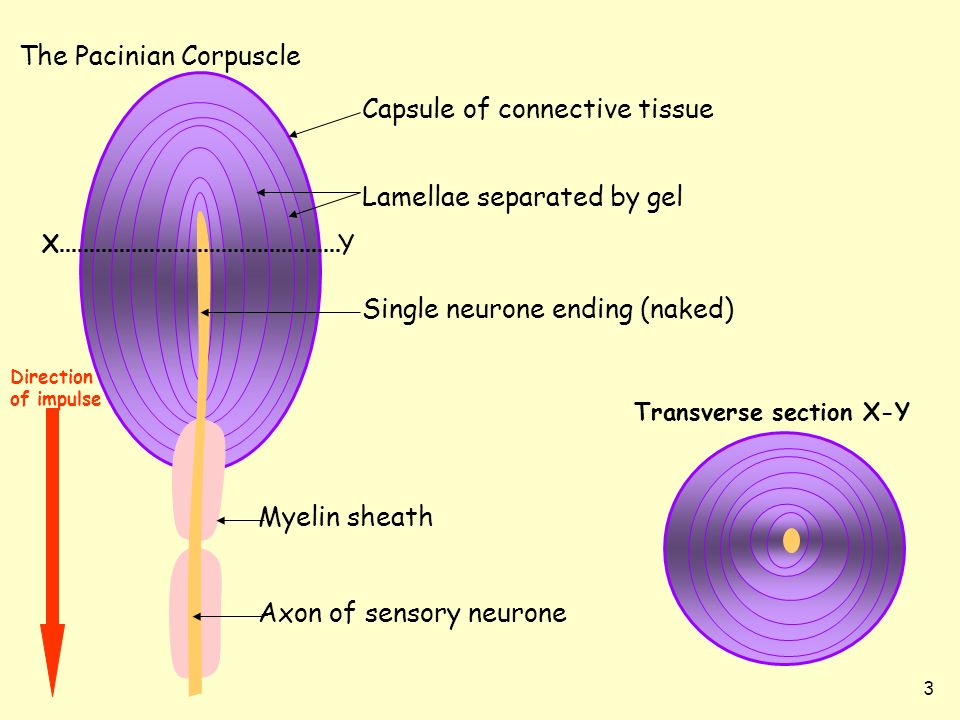 Image result for pacinian corpuscle (http://images.slideplayer.com/25/8002532/slides/slide_3.jpg)