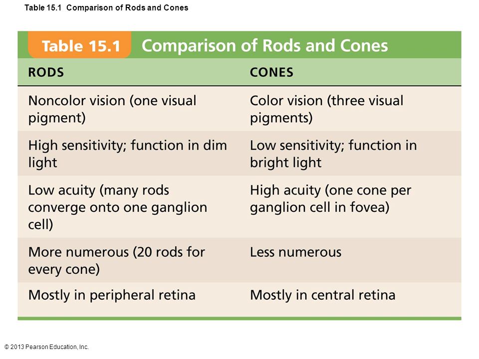 Image result for summary table of rods and cones (http://images.slideplayer.com/24/7060669/slides/slide_67.jpg)