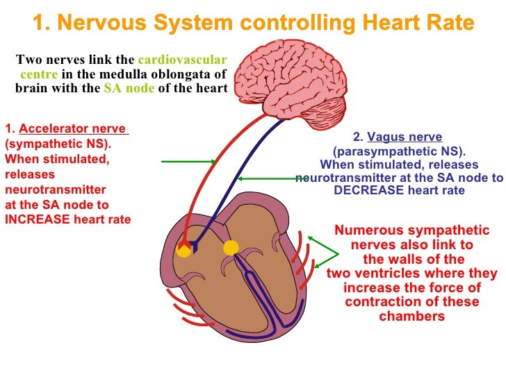 Image result for control of heart rate by the medulla (http://image.slidesharecdn.com/controlofheartrate-120712053535-phpapp01/95/control-of-heart-rate-4-728.jpg?cb=1342071380)