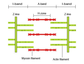 Image result for sliding filament theory (http://www.teachpe.com/images/anatomy-physiology/sliding_filament_1a.jpg)