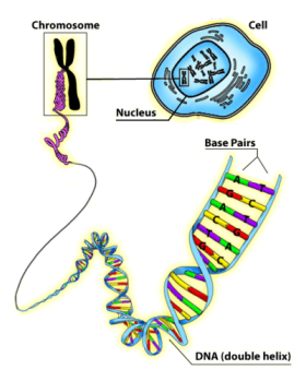 Image result for dna diagram (http://beyondachondroplasia.org/blogue/wp-content/uploads/2013/04/genes-and-dna-diagram.png)
