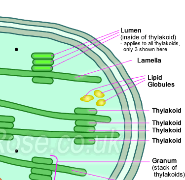 Image result for structure of chloroplast (http://www.ivyroses.com/HumanBodyScience-Images/Cells/chloroplast/Chloroplast_r1_c3.png)