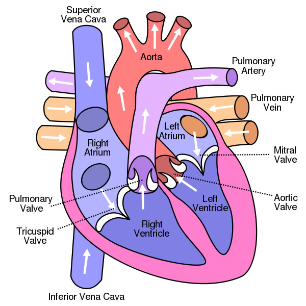 (http://www.sciencekids.co.nz/images/pictures/humanbody/heartdiagram.jpg)