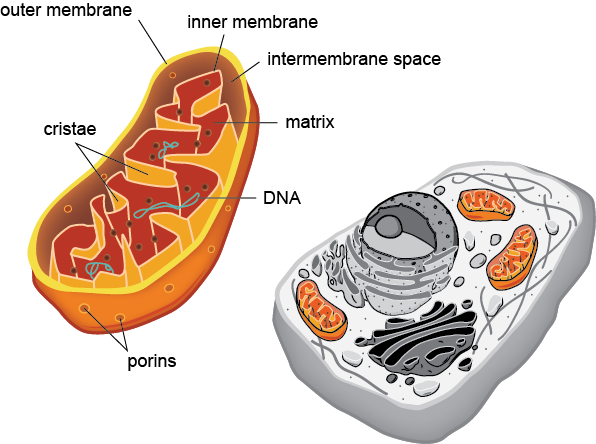 Image result for eukaryotic cells mitochondria (http://www.shmoop.com/images/biology/biobook_cells_4.png)