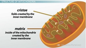 Image result for cristae (http://study.com/cimages/multimages/16/mitochondria-inner-membrane.jpg)