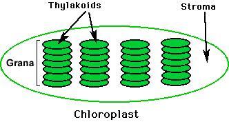 Image result for eukaryotic cell chloroplast grana (http://science.halleyhosting.com/sci/soph/energy/photosyn/chloroplast.gif)