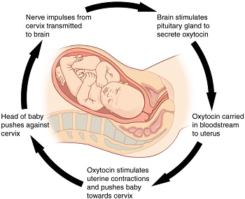Image result for positive feedback biology (http://study.com/cimages/multimages/16/106_pregnancy-positive_feedback.jpg)