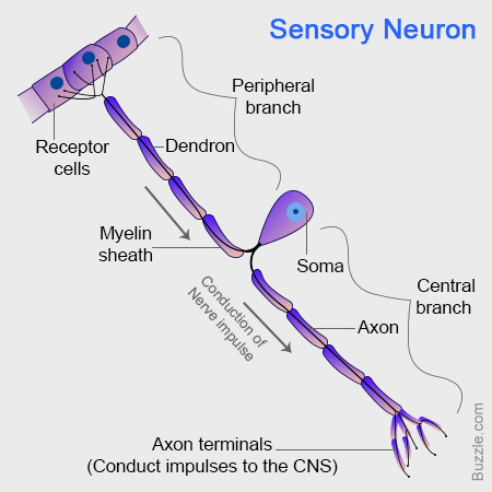 Image result for structure of sensory neurone (http://www.buzzle.com/images/diagrams/nervous-system/sensory-neurons.jpg)