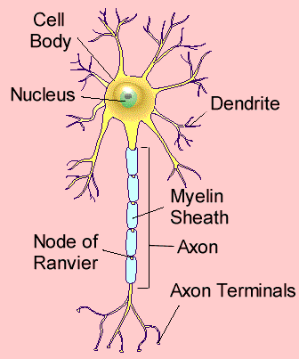 Image result for structure of motor neurone (http://biolog911.files.wordpress.com/2011/05/motor-neuron.gif)