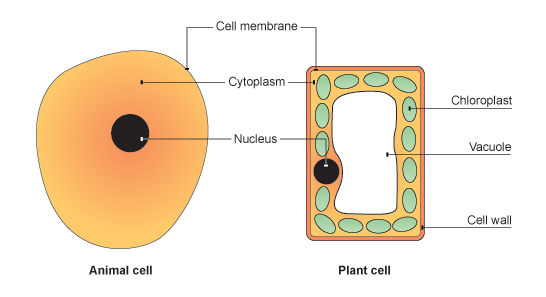 Image result for animal cell diagram gcse (http://www.bbc.co.uk/staticarchive/c9550754291e0fb70dd13b3989391336eeb42067.gif)