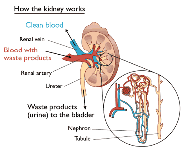 Image result for the kidneys (http://www.umich.edu/~elements/fogler&gurmen/html/web_mod/viper/pics/kidneys2.bmp)